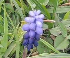Bahar
