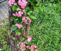 CRATAEGUS TREE