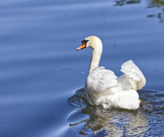 A lonely Swan at Lake Lyngby - Denmark -  May 2025