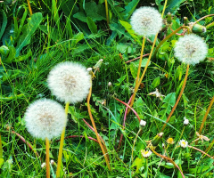 DANDELIONS 