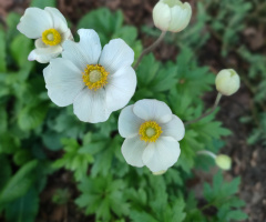 ANEMONES