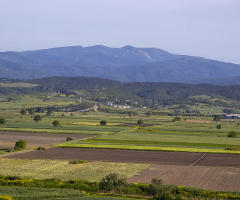 Tarlalar