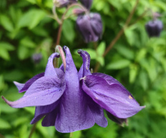  PURPLE COLUMBINE