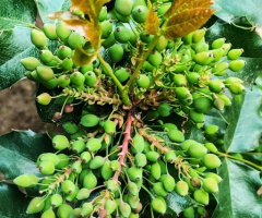 MAHONIA