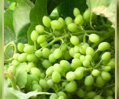 Ripening Grapes ⚜❤️