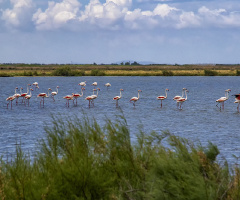Flamingolar