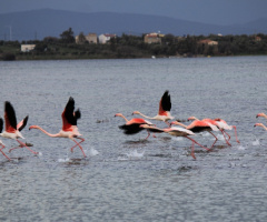 Flamingolar