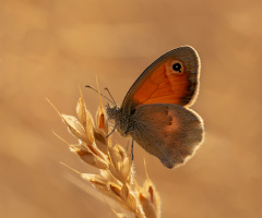 Kelebek