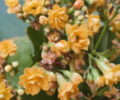 YELLOW KALANCHOE