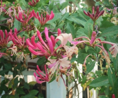 HONEYSUCKLES