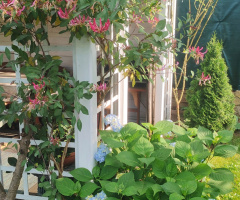 SUMMER IN THE GARDEN 