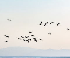 Bandırma Kuş Cennetinden