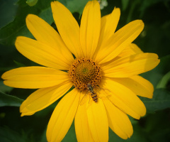 RUDBECKIA 