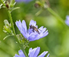 In a garden - july 2025