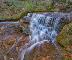Muradiyesarnıç Ormanlarından