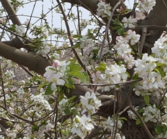 Apple blossom ⚜⚜