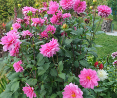 DAHLIAS 