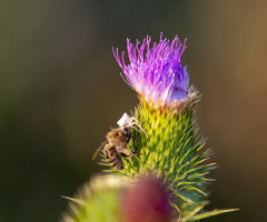 Örümcek Avı Arıyla