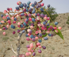 Wild Pistachio ❤️⚜❤️