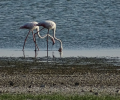 Flamingolar