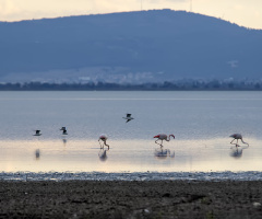 Bandırma Kuş Cenneti Flamingolar