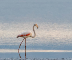 Allı Turna (Flamingo)