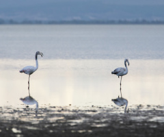 İki Flamingo