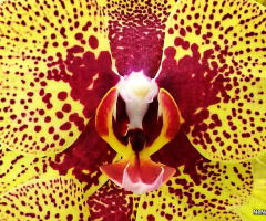 Orquídea