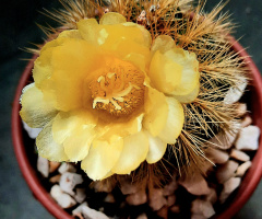Flor de Cactus 