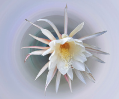 Bir Gecelik Gelin Çiçeği