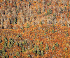 KUZU YAYLADA SONBAHAR