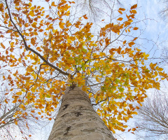 Kayın'ın Hazan Karesi