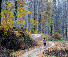 Ormanın Hazanından