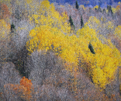 SONBAHARIN RENKLERİ