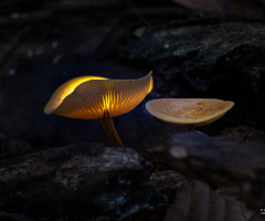 Cogumelos
