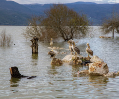 Gölyazı Pelikanları