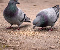 Gökyüzü Kırıntısı