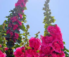 迎向陽光的盛開