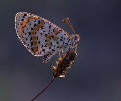İparhan - Hayırlı Bayramlar...