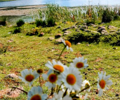 Sessizliğin Beyaz Çiçekleri