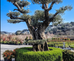 Gökyüzüne Açılan Eller 