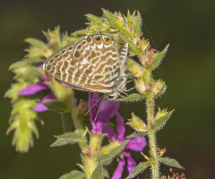 Mavi Zebra Kelebeği