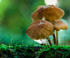 Cogumelo