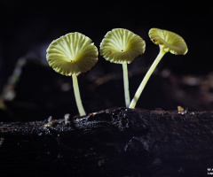 Cogumelos