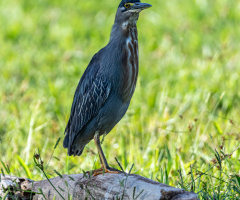 Fotografando aves