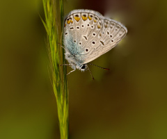 Kelebek
