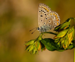 Kelebek