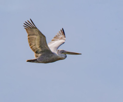 Pelikan