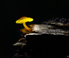 Cogumelo