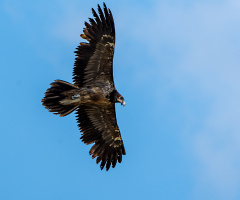 Sakallı akbaba / Bearded Vulture / Gypaetus barbat